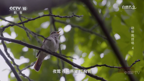电视家重生版 - 高清直播与影视点播平台 Hero图